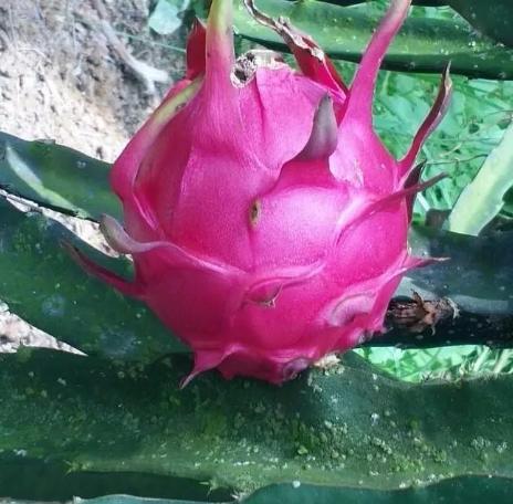 广西火龙果香甜肉质嫩滑金都一号营养价值高果园现摘现发5斤包邮