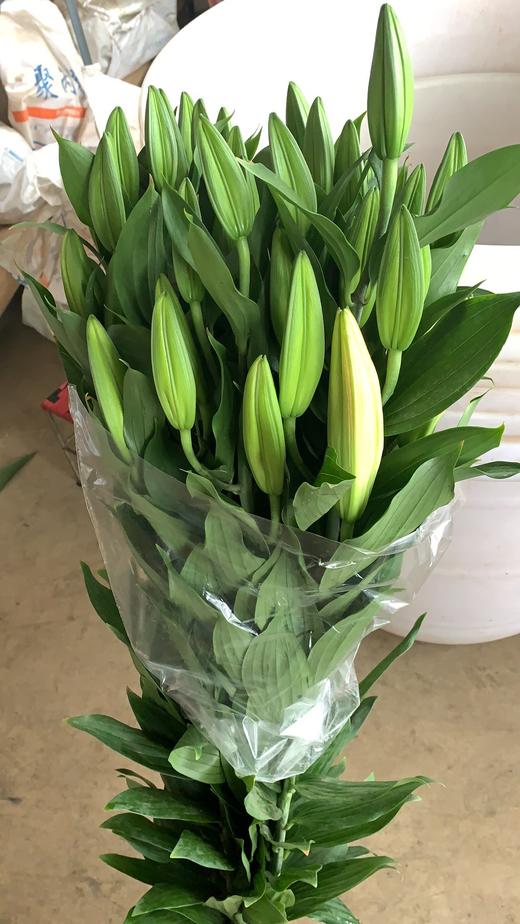 【y】-fzc-百合 马龙 多头 - 云花朵朵