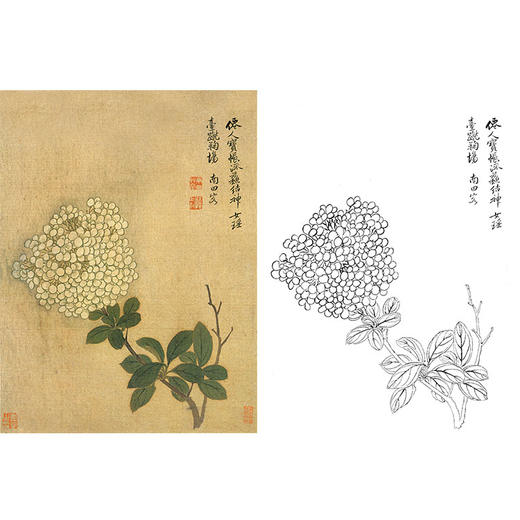 恽寿平没骨花鸟白描底稿-斗方小品册页-SP79 商品图0