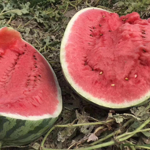 新疆吐鲁番金城大西瓜 10公斤左右（一个装） 商品图8