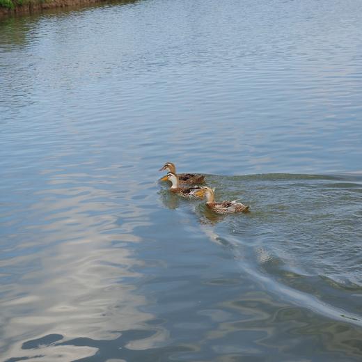 生态老鸭（冷冻15天） | 绿家自产* Eco-white duck | Self-production 商品图2