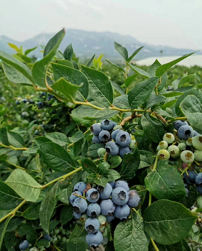 有机蓝莓2斤(酸甜 露天种植)辽宁庄河【基地直发 包邮】