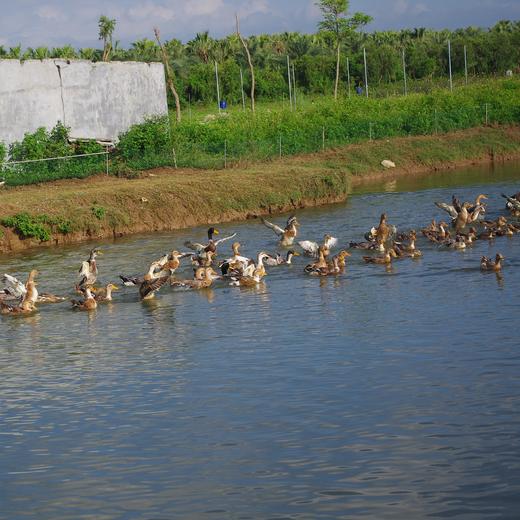 生态老鸭（冷冻15天） | 绿家自产* Eco-white duck | Self-production 商品图1