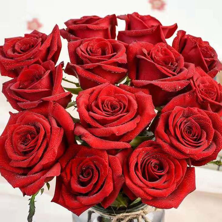 卡罗拉又叫超级红玫瑰,属于红玫瑰中的顶级品种,花朵大而饱满,盛开后