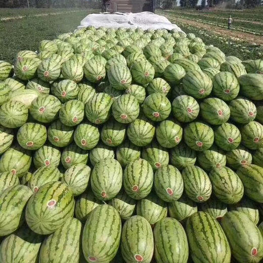 新疆吐鲁番金城大西瓜 10公斤左右（一个装） 商品图12