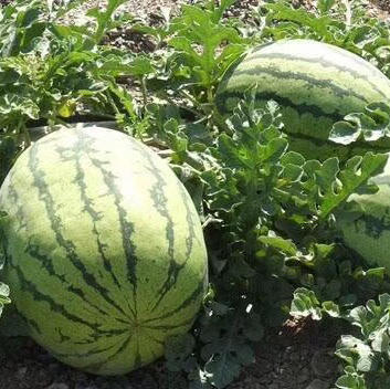 新疆吐鲁番金城大西瓜 10公斤左右（一个装） 商品图11