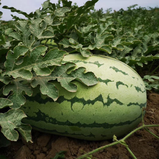 新疆吐鲁番金城大西瓜 10公斤左右（一个装） 商品图10