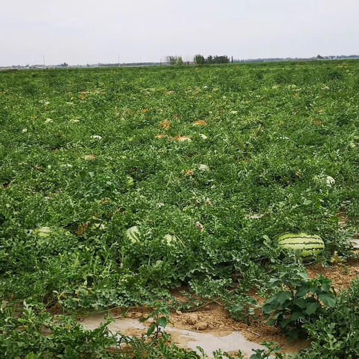 新疆吐鲁番金城大西瓜 10公斤左右（一个装） 商品图9