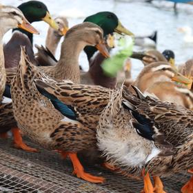 生态老鸭（冷冻15天） | 绿家自产* Eco-white duck | Self-production