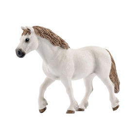 思乐 威尔士母马SCHC13872