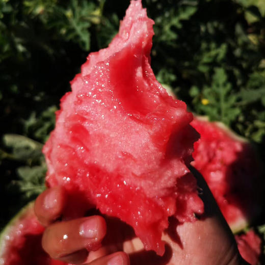 新疆吐鲁番金城大西瓜 10公斤左右（一个装） 商品图4