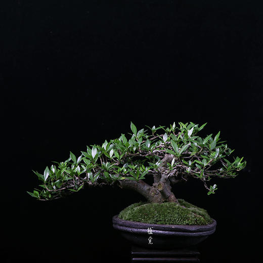 植觉intuition【日本达摩栀子】孤品 书房桌面室内盆栽趣味阳台