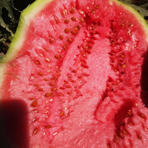 新疆吐鲁番金城大西瓜 10公斤左右（一个装） 商品图6