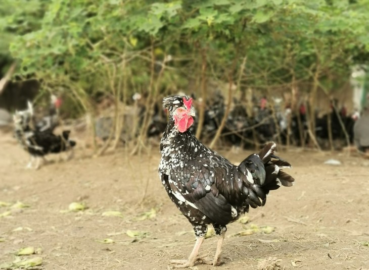 【预定】贵妃鸡与鸡蛋(公鸡/母鸡/鸡蛋) - 禽类