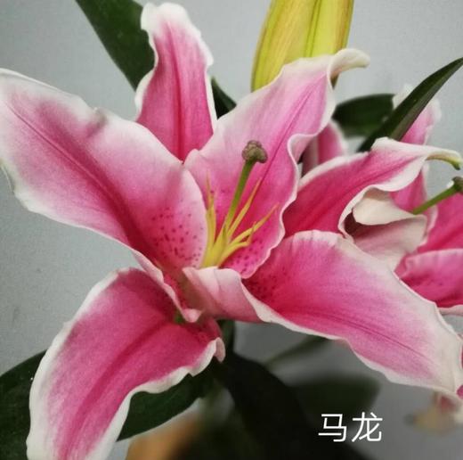 cxd百合马龙3头a级