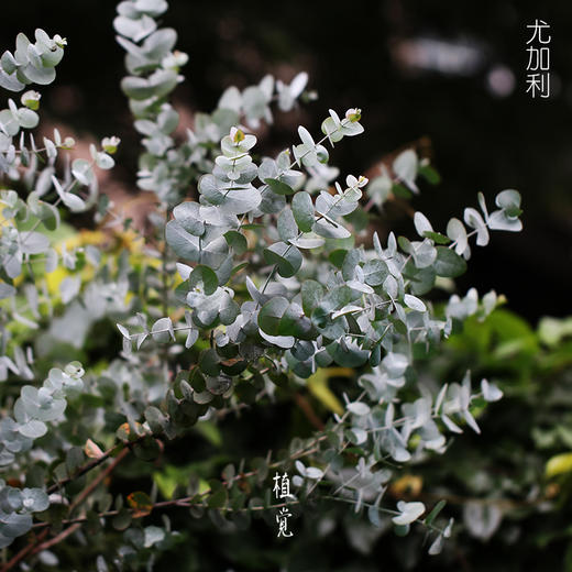 植覺 澳洲尤加利盆栽鮮活植物圓葉桉樹多花桉銀元桉竹葉桉尾葉桉