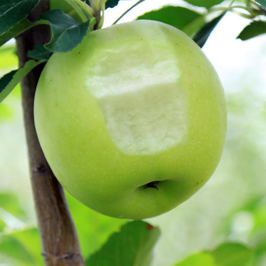 【2斤】当季青苹果 新鲜现摘 重约2斤【当天提货】【2日内提货】 商品图10