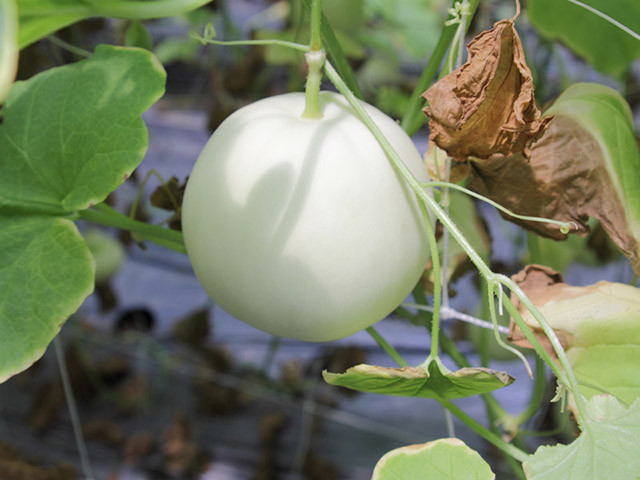 香瓜(台湾品种美浓) - 水果