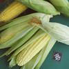 甜心玉米 Corn On The Cob 商品缩略图0