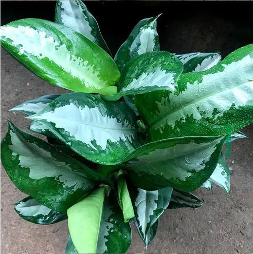 雅丽皇后 - 城市花香