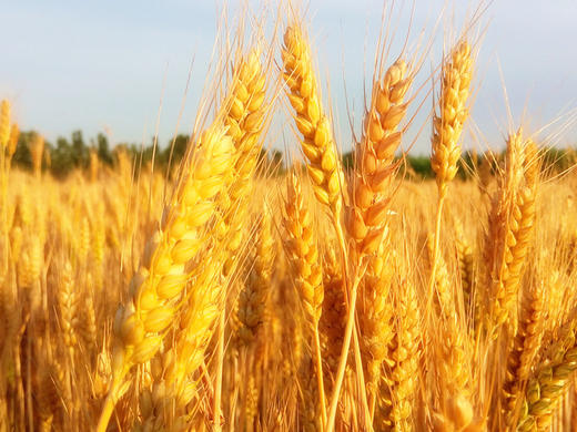 种子 一斤 商品图3