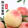 【会员尝鲜预售优惠】优选正宗阳山水蜜桃 4只 礼盒装 商品缩略图1