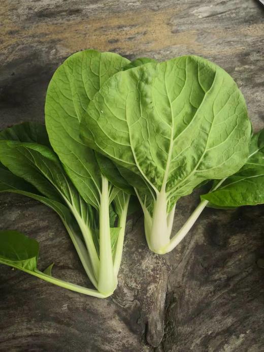 猪小惠 黑叶白菜