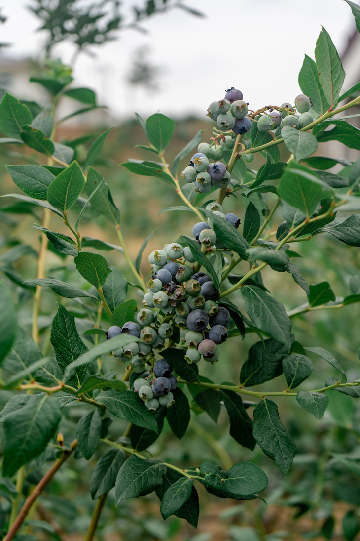 蓝莓这一穗果,长势都不一样,采摘的时候都是,可着颜色深的摘,肯定也有