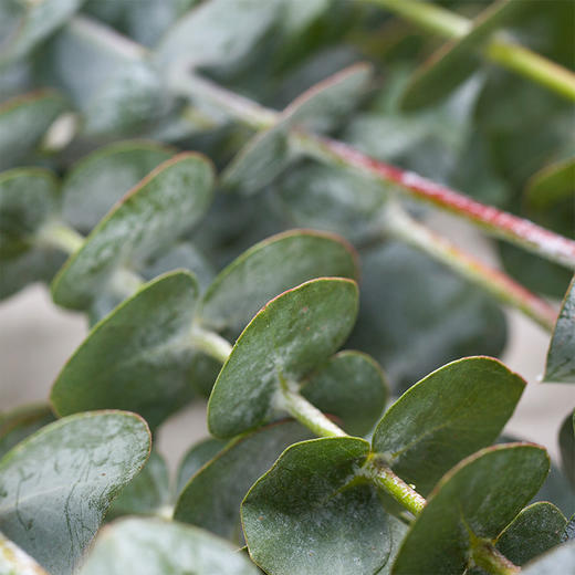 【草花】尤加利小叶多枝 b级 秒杀