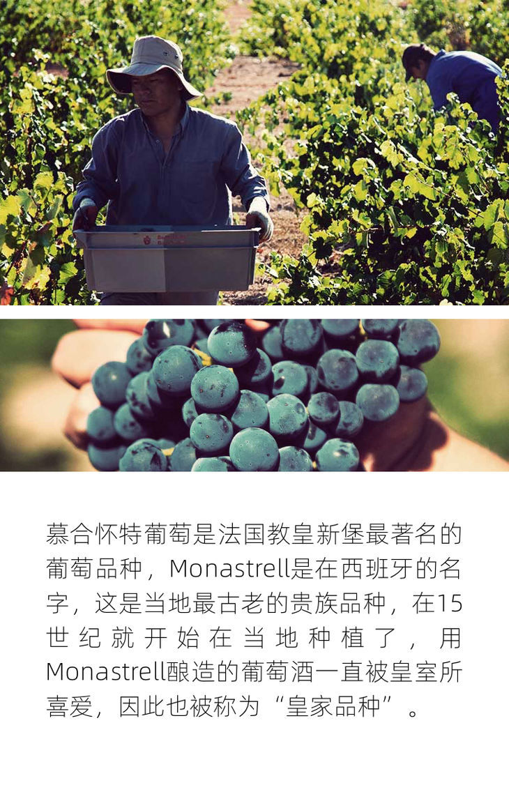 萨尔宫珍藏雷司令半甜白葡萄酒 schloss saarstein serrig riesling