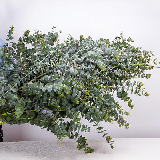 【草花】尤加利小叶多枝 b级 秒杀