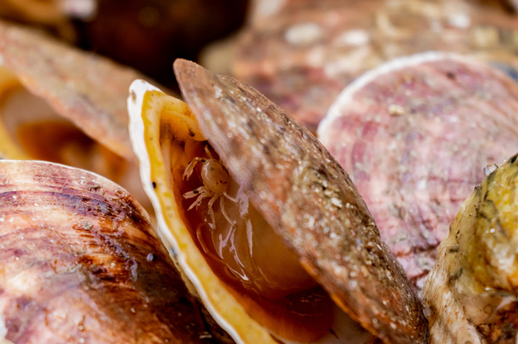 【周日发货】冷冻半壳虾夷扇贝丨手工开壳,去了内脏