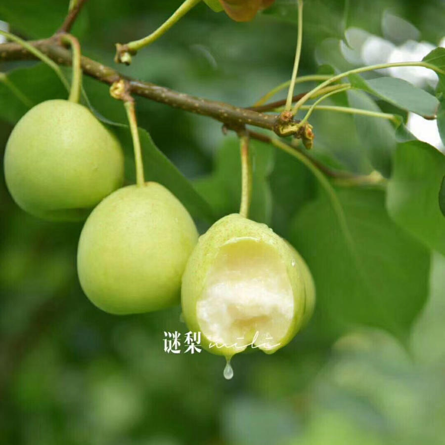 四川小谜梨 4斤送1斤(20枚)