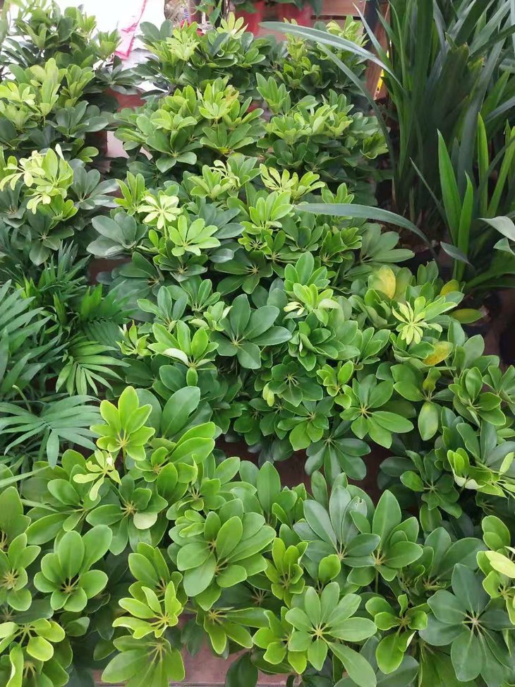 小鸭脚木