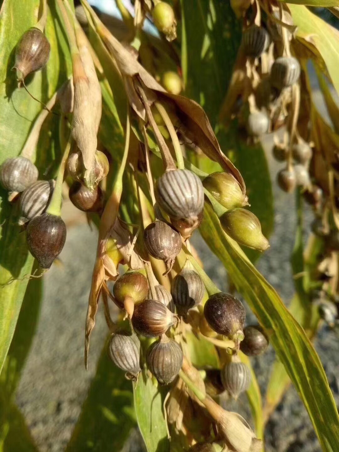 野生薏米仁/5斤包邮，可以做薏米仁煲排骨汤