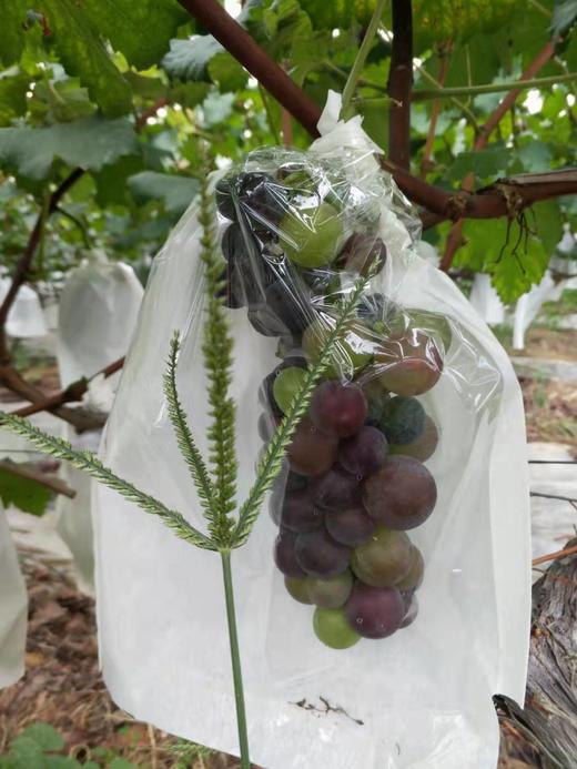 原生态阳光玫瑰（ 4斤） 商品图4