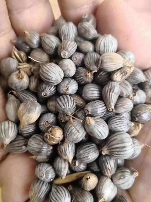 野生薏米仁/5斤包邮，可以做薏米仁煲排骨汤 商品图1