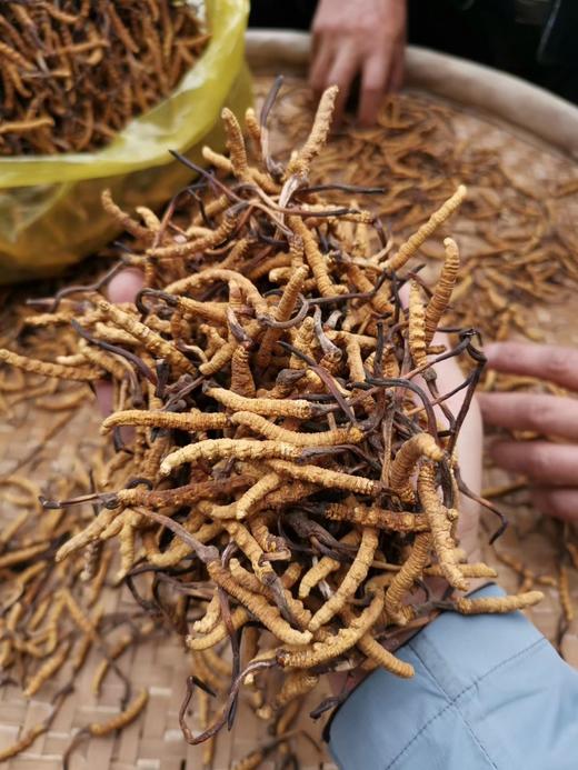 那曲冬虫夏草 商品图1