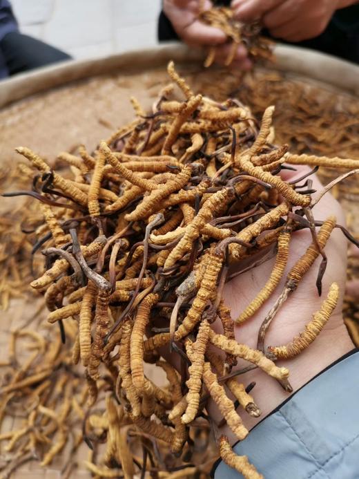 那曲冬虫夏草 商品图2