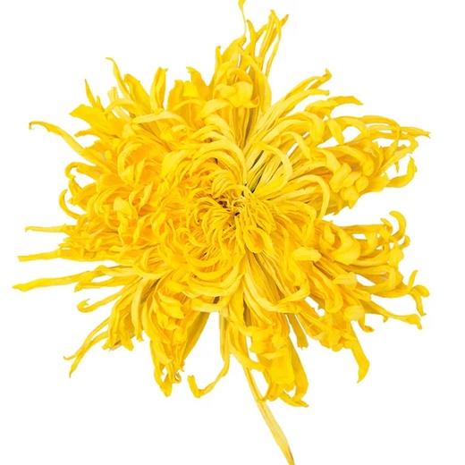 【买1送1】黄山原产金丝皇菊茶大朵花茶 商品图6