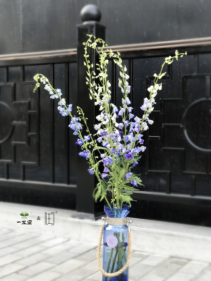 瓶插花清静轻盈大飞燕