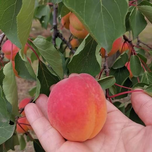 红太阳杏(延庆)