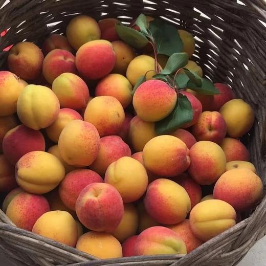 红太阳杏(延庆)