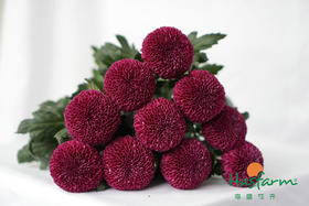 菊花-乒乓菊-紫色-10枝/扎