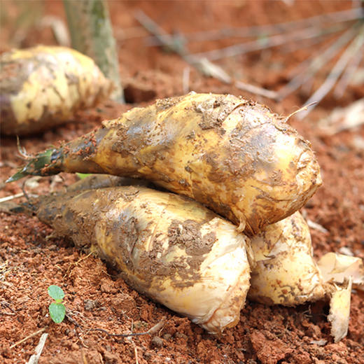 试吃后惊艳上架的美味 福建古田马蹄笋 细腻清脆 清甜爽口