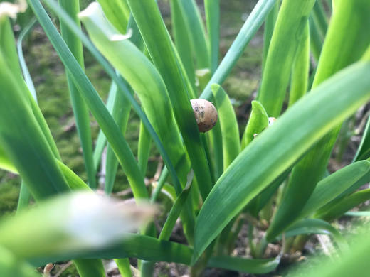 有机韭菜 商品图2