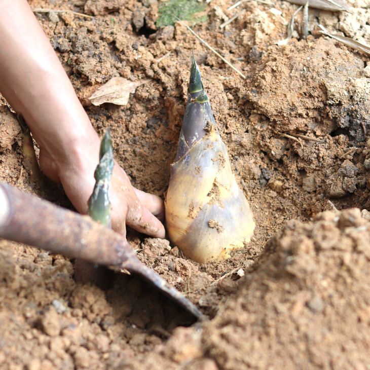 马蹄笋不需要焯水,不需要焯水,不需要焯水,(重要的