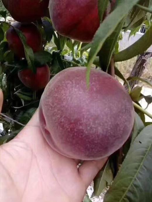 黑桃皇后属于桃子稀有品种外黑里黄具有浓郁的蜂蜜口感蜜甜多汁