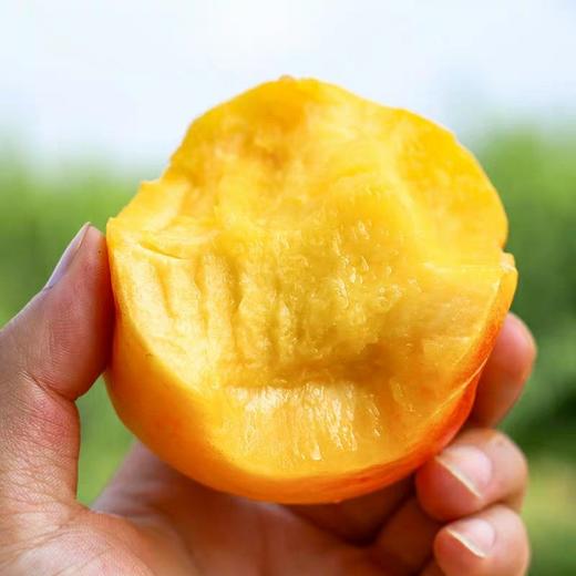 蒙阴山东黄金油桃455斤产地直发