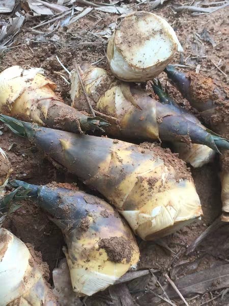 试吃后惊艳上架的美味 福建古田马蹄笋 细腻清脆 清甜爽口